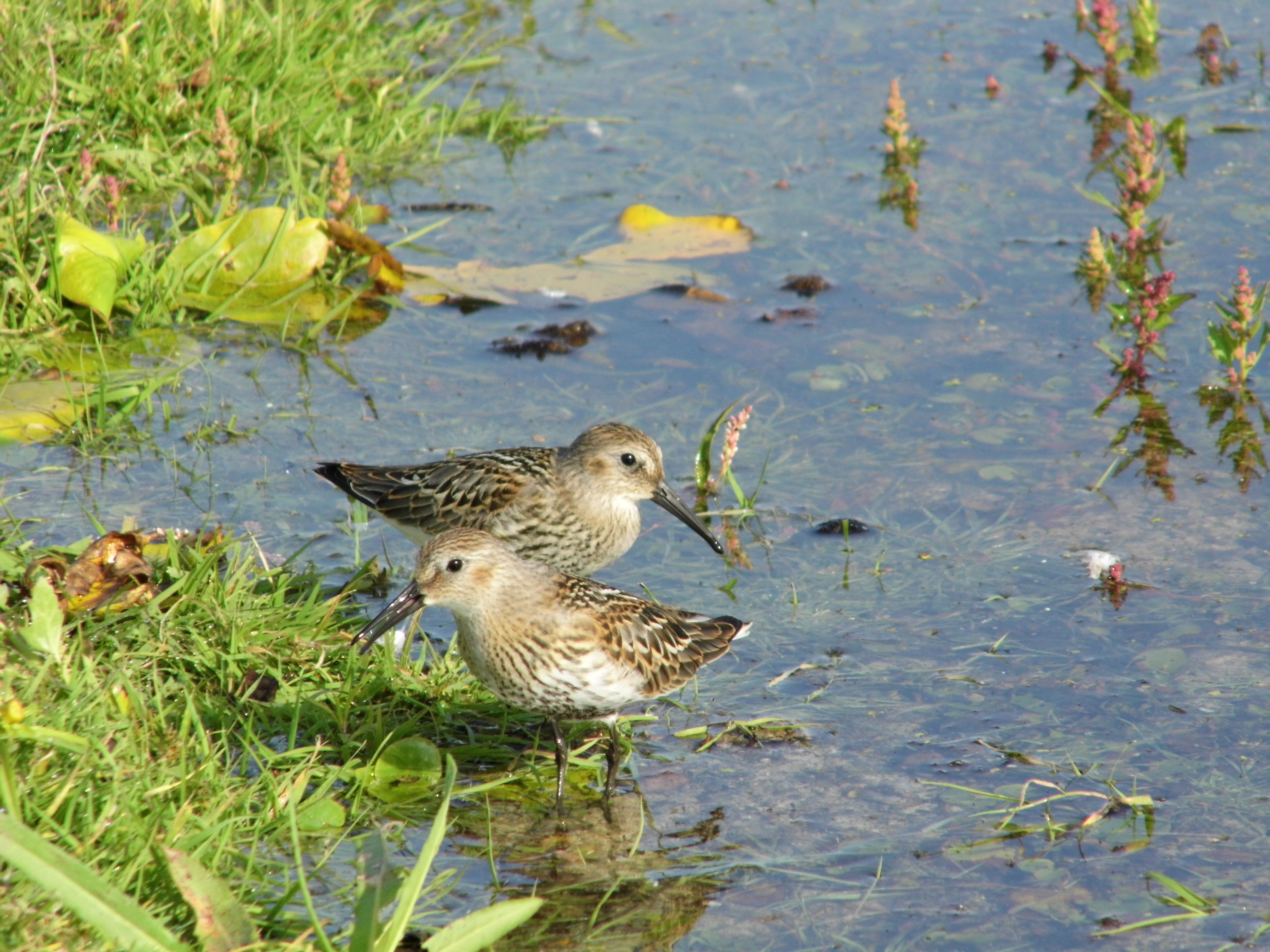 Migratory waders.